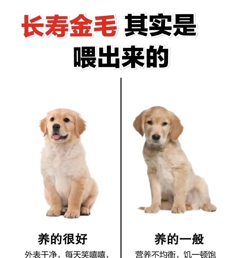 金毛犬如何养成？有哪些关键点？