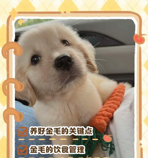 金毛犬如何养成？有哪些关键点？