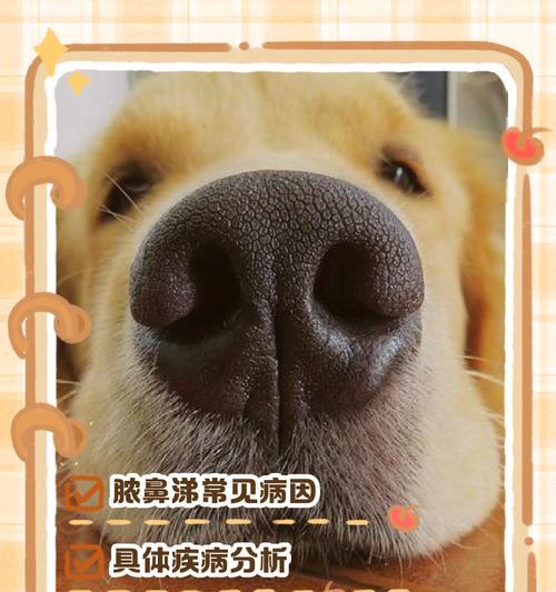 狗出现黄鼻涕是什么病征？如何正确处理？
