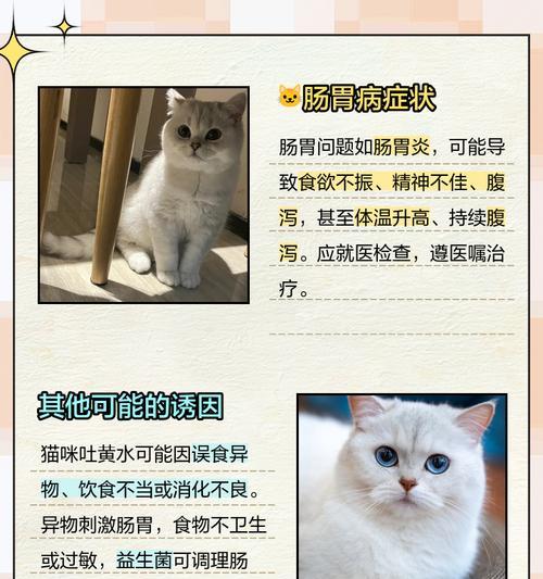 猫吐黄水黏白沫不吃饭是什么原因？如何处理？