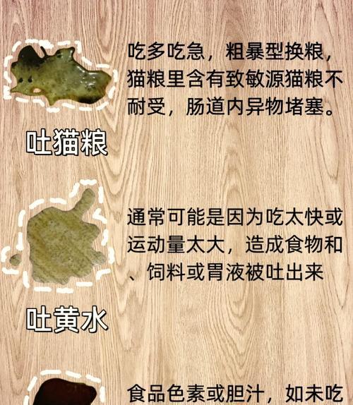 猫吐黄水黏白沫不吃饭是什么原因？如何处理？