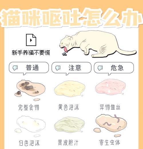 猫吐黄水黏白沫不吃饭是什么原因？如何处理？