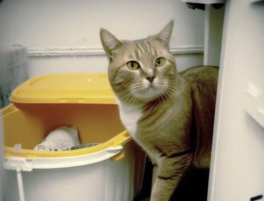 训练小猫使用猫砂盆的方法？