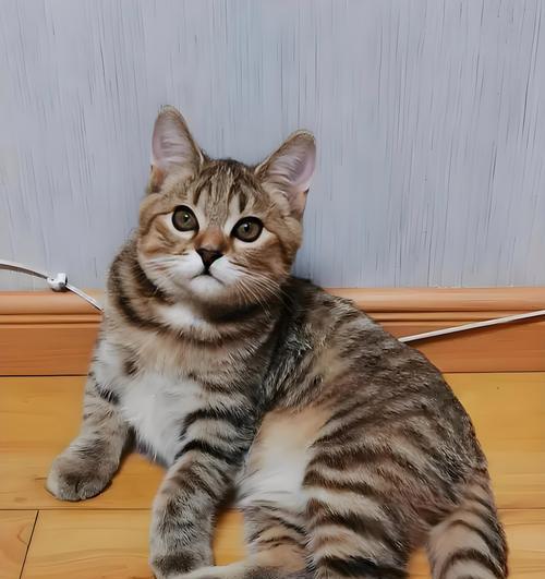 一个月大的小猫突然不吃奶且无精打采是怎么回事？