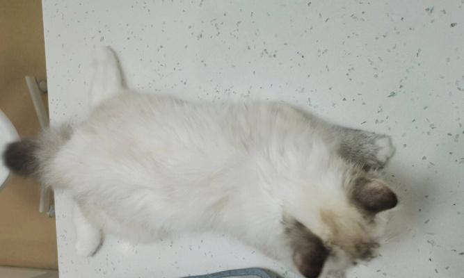 一个月大的小猫突然不吃奶且无精打采是怎么回事？