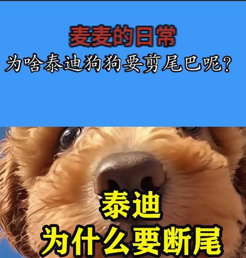 泰迪犬剪尾巴的原因是什么？