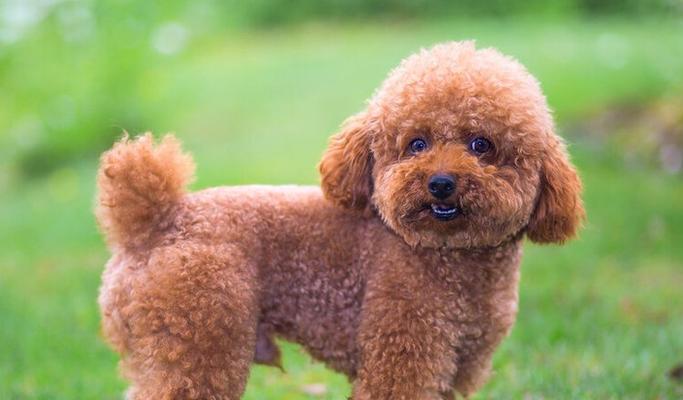 泰迪犬多大才算成年？