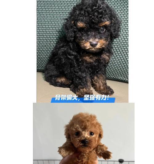 泰迪犬多大才算成年？