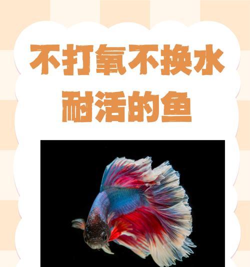 孔雀鱼需要持续打氧多久？