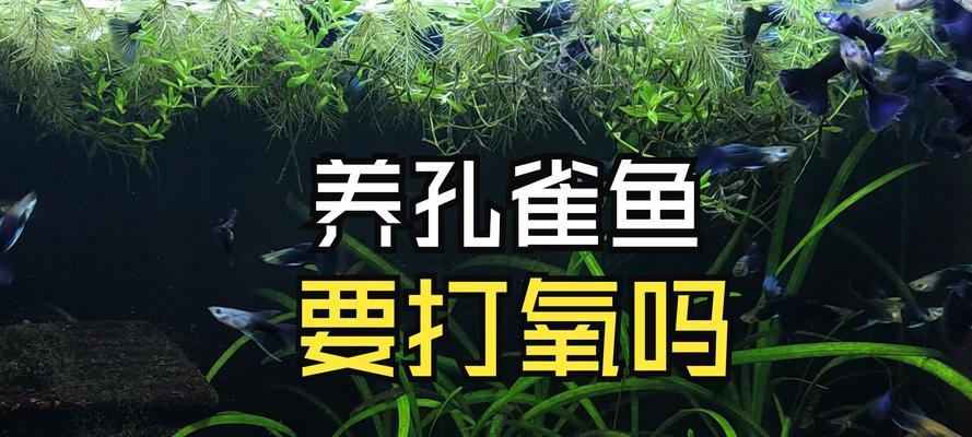 孔雀鱼需要持续打氧多久？