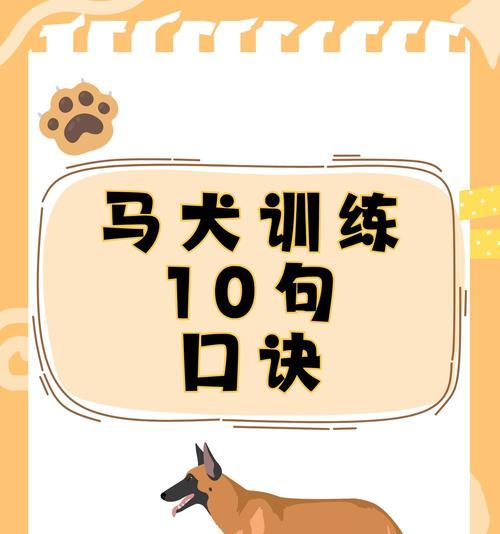 猎犬训练的正确步骤有哪些？如何避免常见错误？