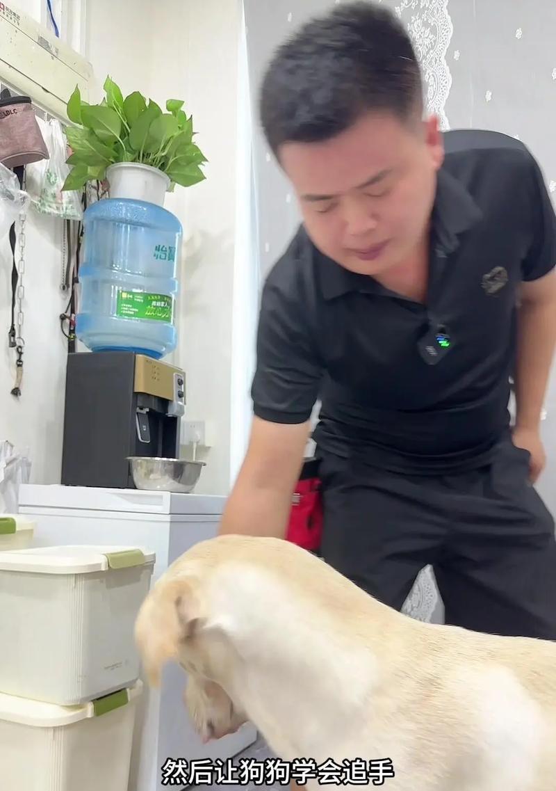 猎犬训练的正确步骤有哪些？如何避免常见错误？