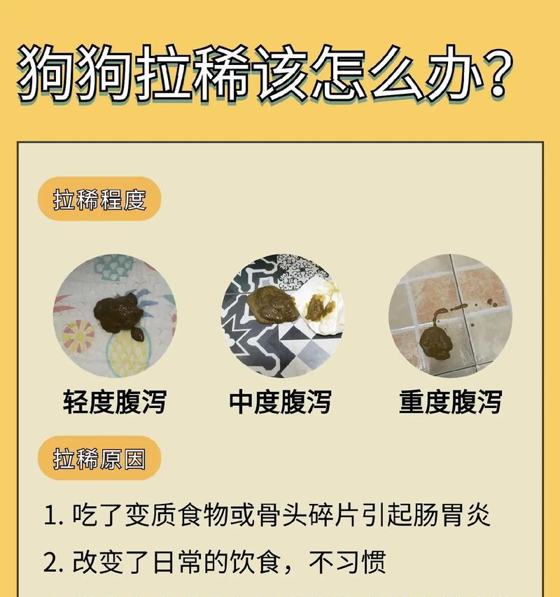 小狗咳嗽拉稀不吃东西应如何应对？