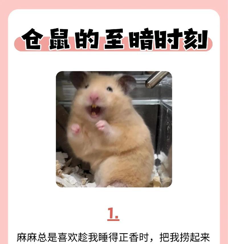 仓鼠的正确饲养方法是什么？