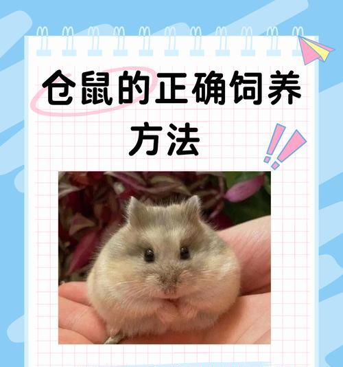 仓鼠的正确饲养方法是什么？