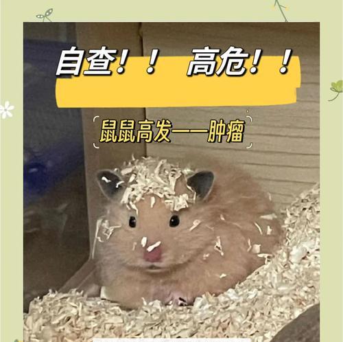 仓鼠长瘤了怎么处理？仓鼠肿瘤的治疗方法有哪些？