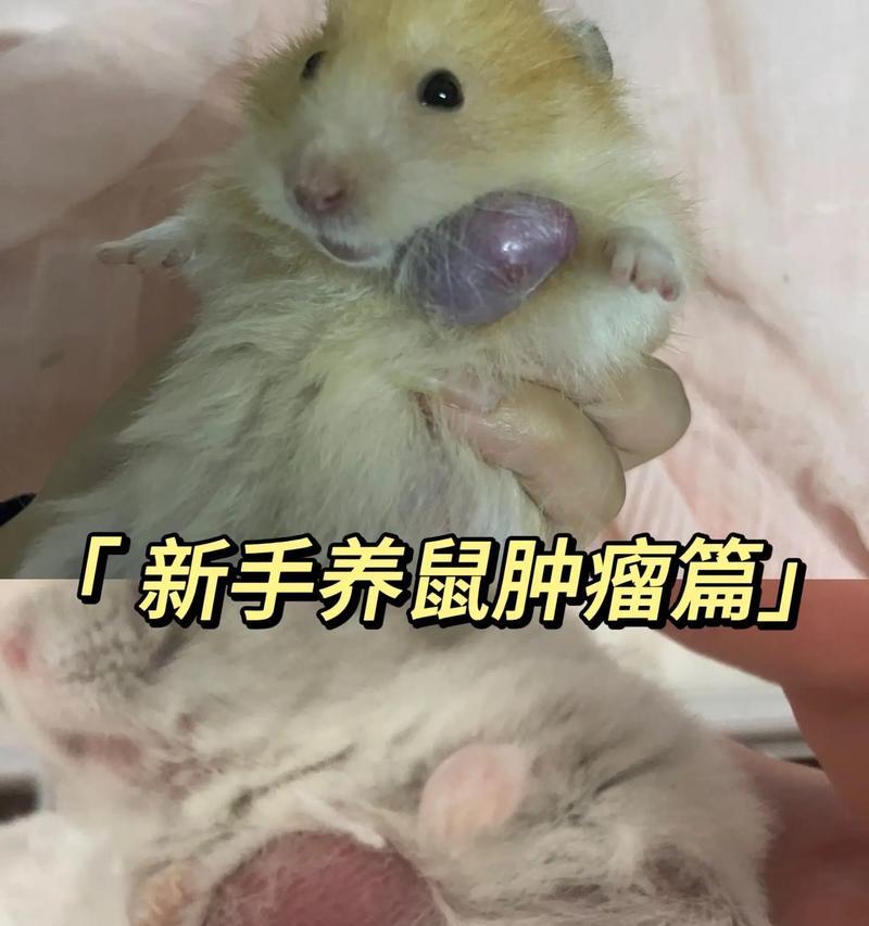 仓鼠长瘤了怎么处理？仓鼠肿瘤的治疗方法有哪些？