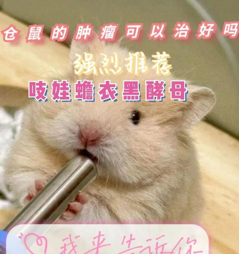 仓鼠长瘤了怎么处理？仓鼠肿瘤的治疗方法有哪些？