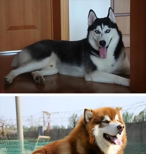 阿拉斯加犬与哈士奇的区别在哪里？选择哪种更适合家庭？