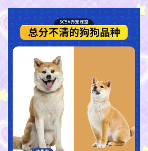 阿拉斯加犬与哈士奇的区别在哪里？选择哪种更适合家庭？