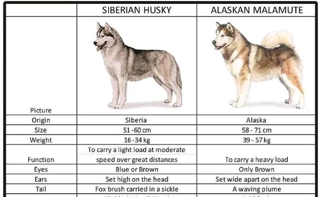 阿拉斯加犬与哈士奇的区别在哪里？选择哪种更适合家庭？