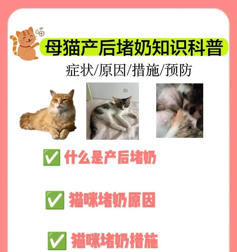 母猫吃小猫的原因及处理方法是什么？如何预防？