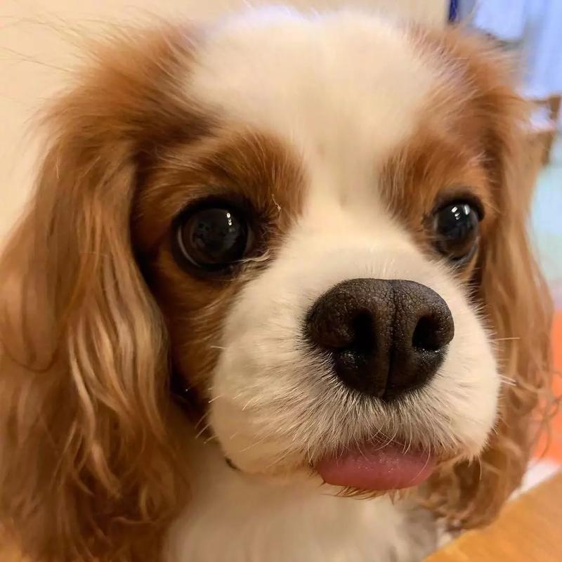 小狗狗耳朵向后卷是什么原因？有何影响？