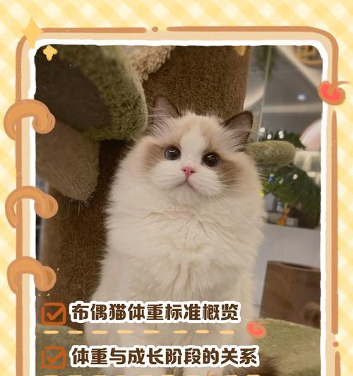 世界上最小的猫体重是多少？最小猫种的特点是什么？