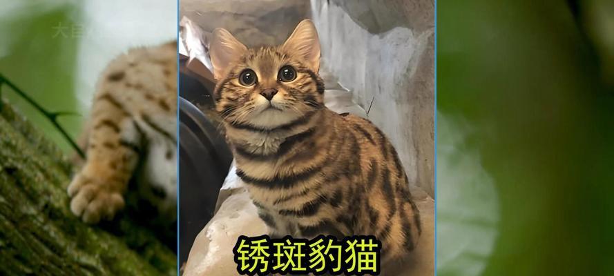 世界上最小的猫体重是多少？最小猫种的特点是什么？