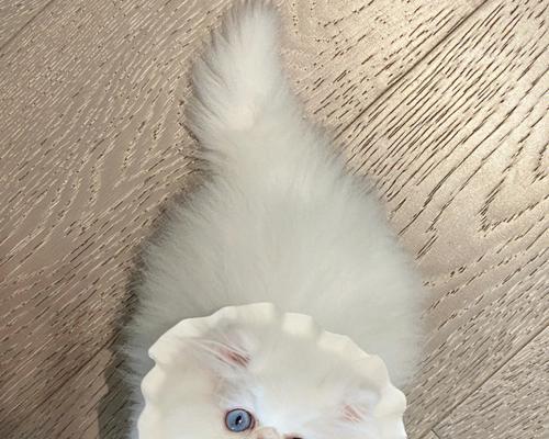 异瞳波斯猫有什么特点？异瞳波斯猫的健康状况如何？