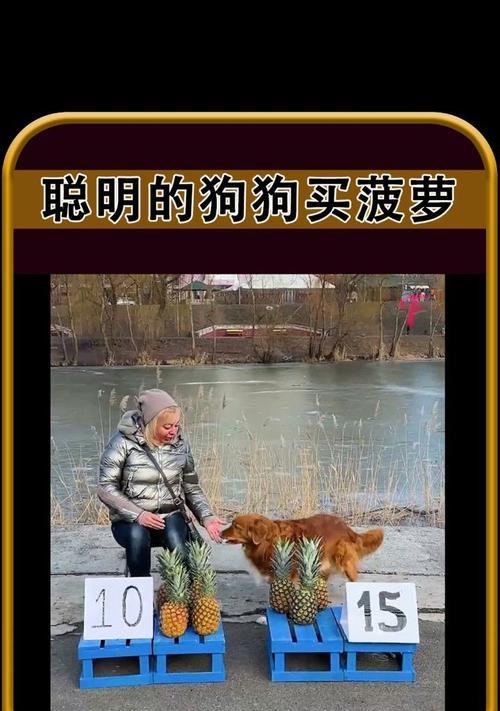 狗狗吃菠萝会有什么反应？菠萝对狗狗健康有影响吗？