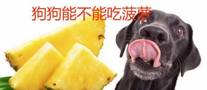 狗狗吃菠萝会有什么反应？菠萝对狗狗健康有影响吗？