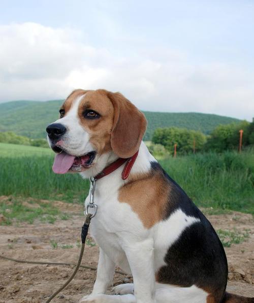 比格犬有哪些优点和缺点？比格犬适合什么样的家庭？