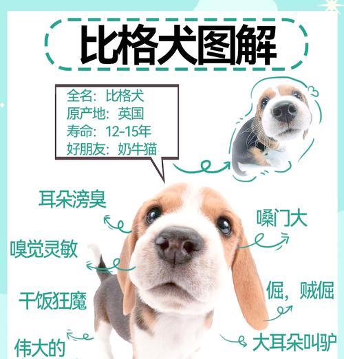 比格犬有哪些优点和缺点？比格犬适合什么样的家庭？