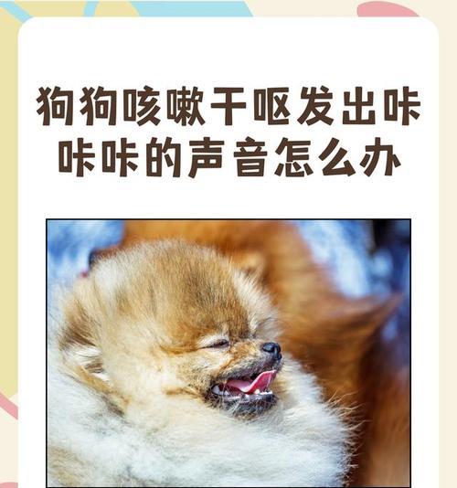 狗狗干咳干呕咔的食疗方法有哪些？