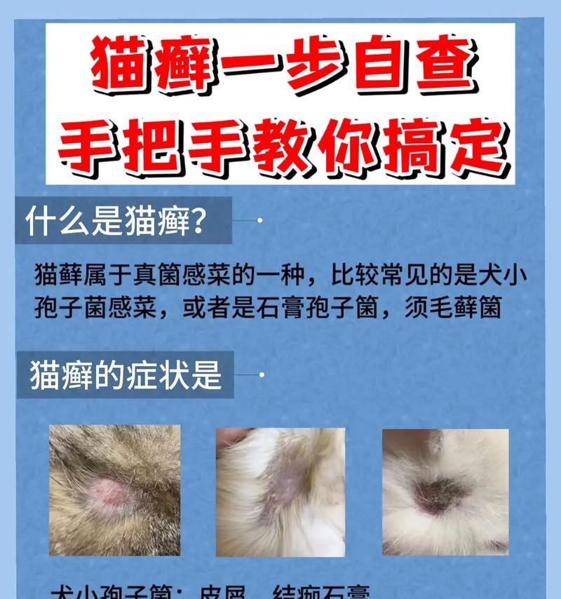 猫咪患有猫癣会有哪些症状？如何治疗和预防？