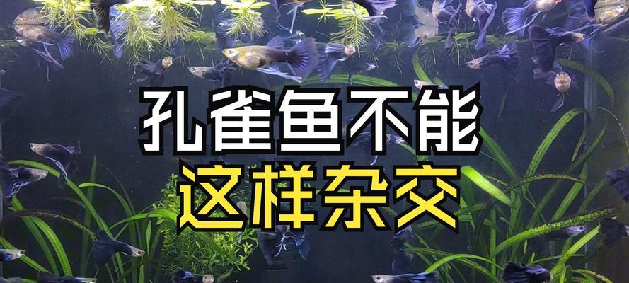 孔雀鱼为何会攻击其他鱼？如何避免？