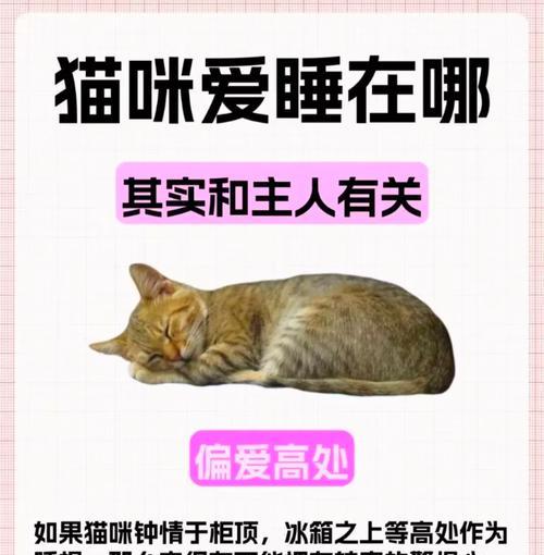 小猫睡觉老换位置是为什么？如何帮助小猫改善睡眠习惯？