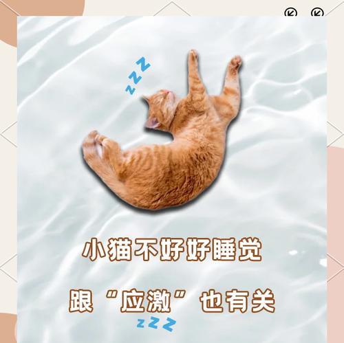 小猫睡觉老换位置是为什么？如何帮助小猫改善睡眠习惯？