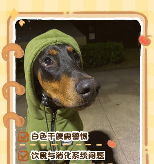 小狗排泄白色粪便的原因是什么？