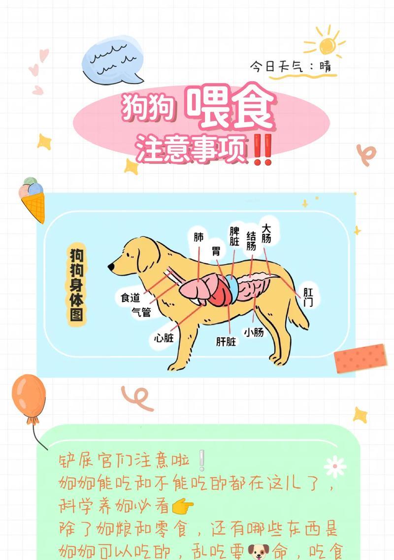 刚出生的小狗应该吃什么？如何喂养？