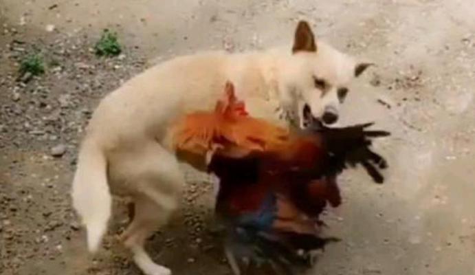 小狗狗咬鸡是什么原因？如何纠正行为？