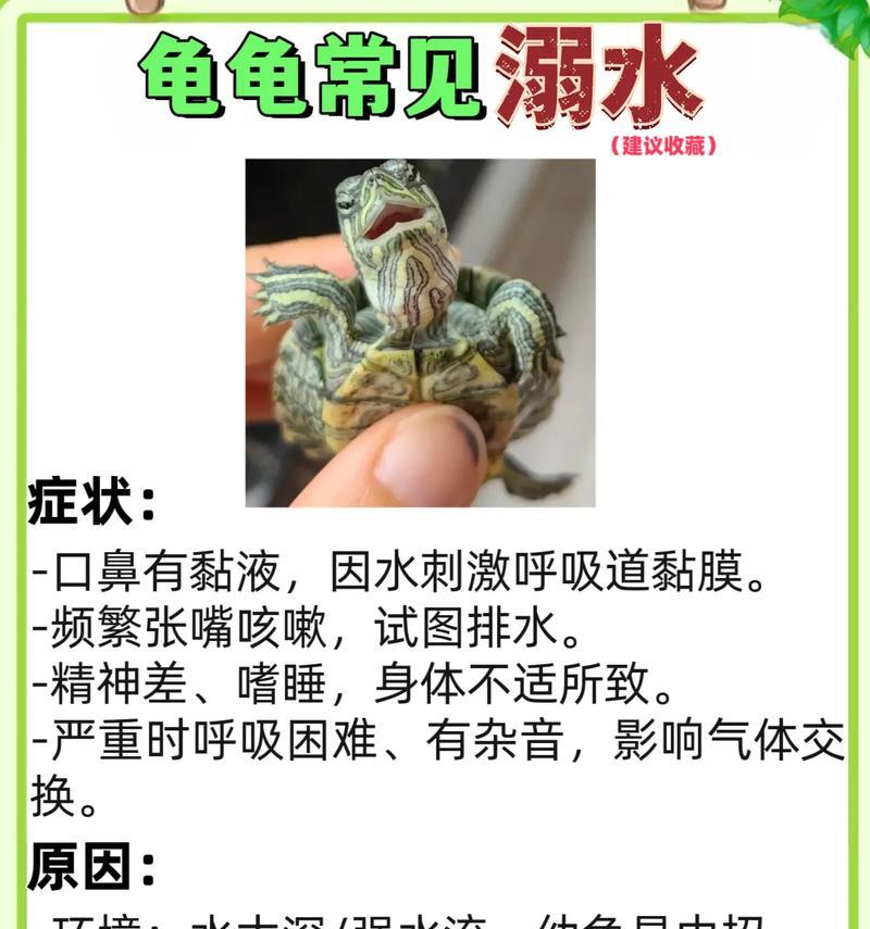 乌龟不幸死亡后应该如何处理？有哪些注意事项？