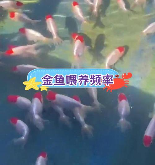 金鱼需要每天喂食吗？如何正确喂养金鱼？