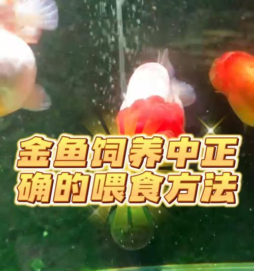 金鱼需要每天喂食吗？如何正确喂养金鱼？
