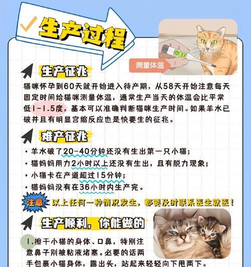 猫咪怀孕了应该注意些什么？如何照顾？