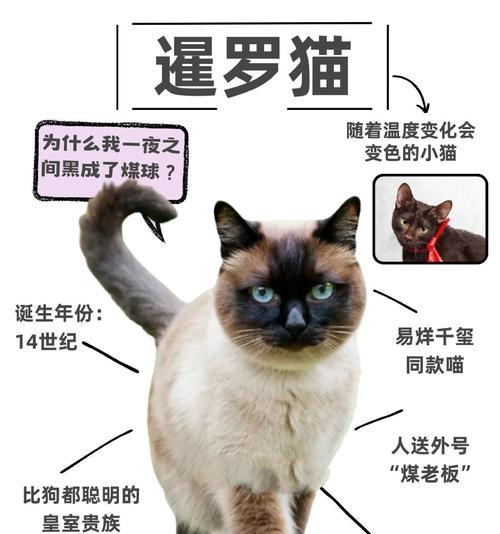 暹罗猫肾衰竭能活多久？如何护理？