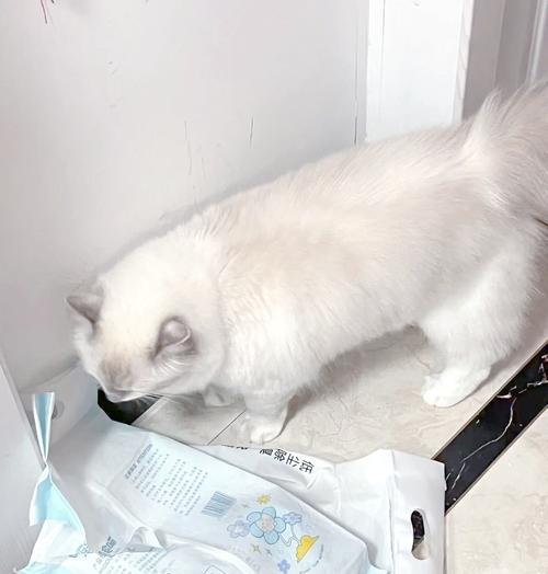 小猫多大开始会使用猫砂盆？如何训练小猫使用猫砂盆？