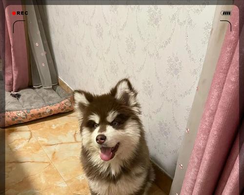 阿拉斯加犬有哪些颜色？它们的毛色有什么特点？