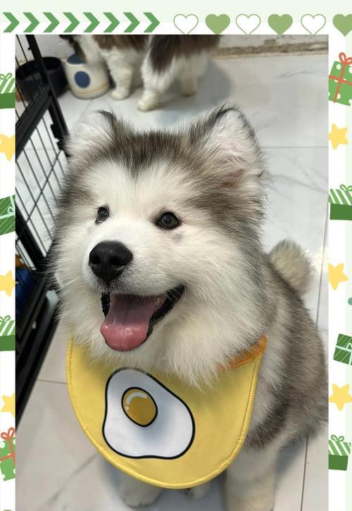 阿拉斯加犬有哪些颜色？它们的毛色有什么特点？